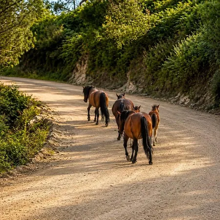 Safari Glamping Portugal Eagle خيمة فخمة